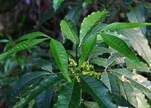 这种植物看似平常，其实能做茶还能做家具，闻着清香扑鼻真喜人