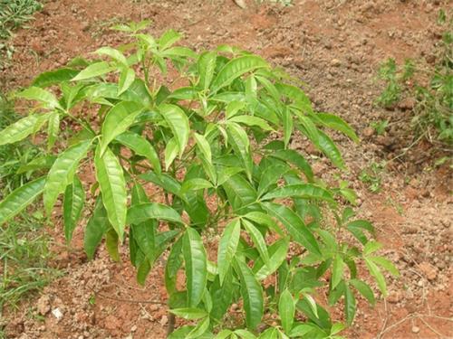 这种植物看似平常，其实能做茶还能做家具，闻着清香扑鼻真喜人