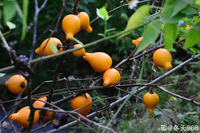 6种“观果植物”，小果实挂满枝头，半年不落，喜庆又好看