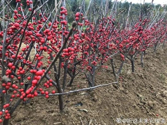 6种“观果植物”，小果实挂满枝头，半年不落，喜庆又好看