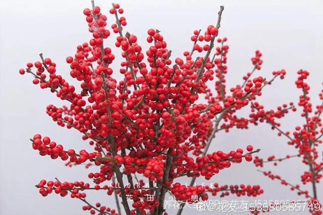 6种“观果植物”，小果实挂满枝头，半年不落，喜庆又好看