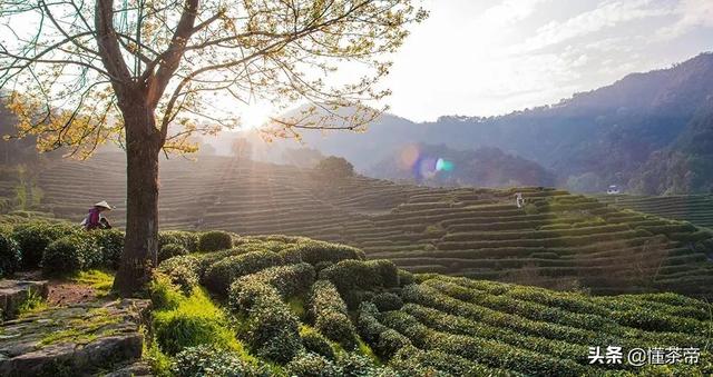 绿茶产区天花板，看看有没有你家乡的茶（上）