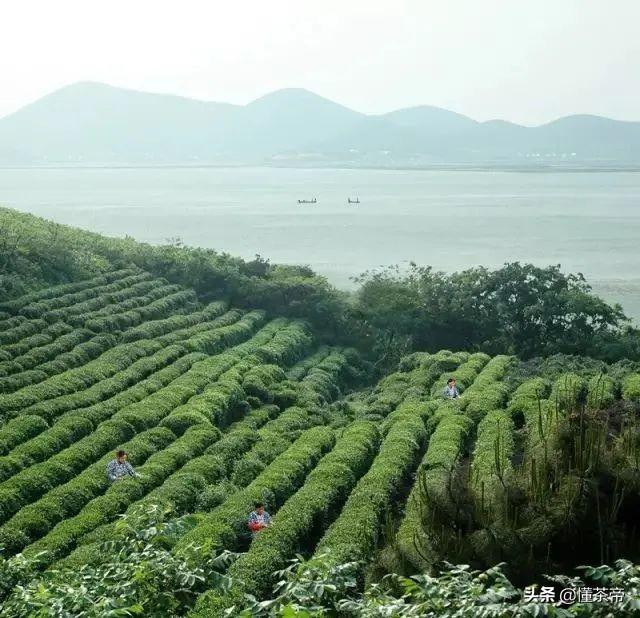 绿茶产区天花板，看看有没有你家乡的茶（上）