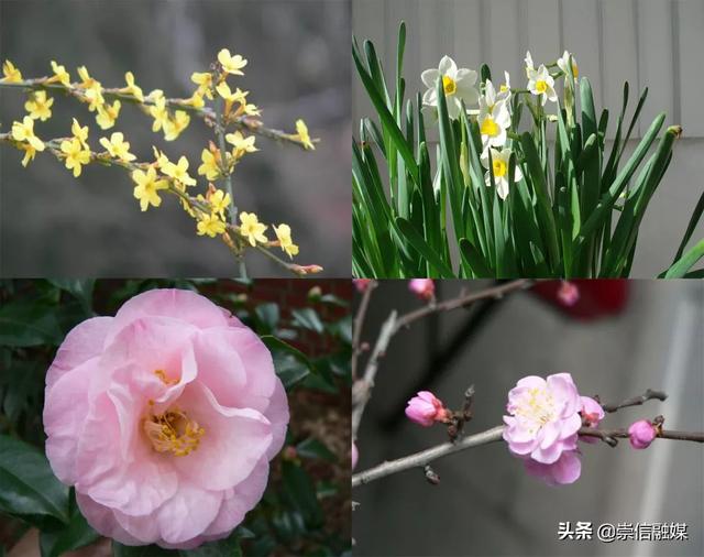 这6种小黄花，谁才是真正的迎春？