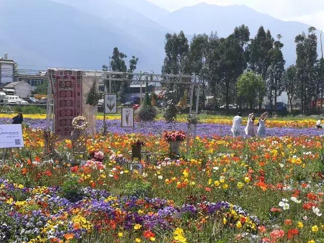 今年，我在云海芳草邂逅了你们