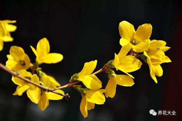 这几种花都是双胞胎，不是专业花迷，你真分不清真假！