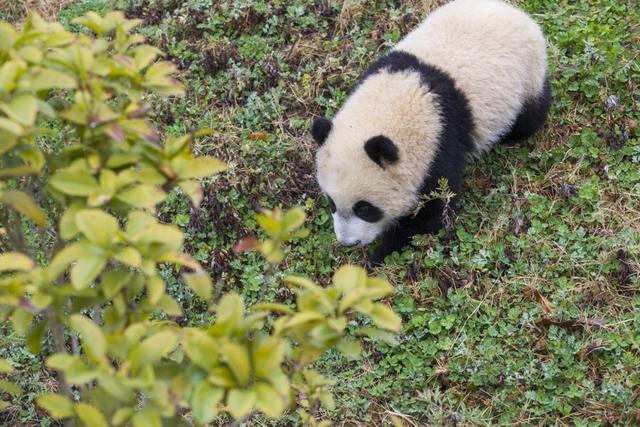 看了这份“宝典”，给都江堰大熊猫起名更轻松！