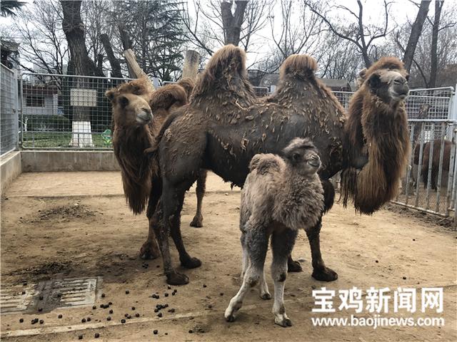 宝鸡动物园添了只可爱的小骆驼 求取名