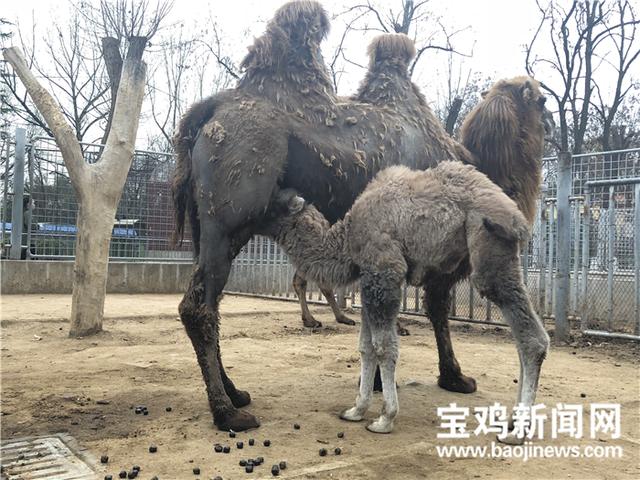 宝鸡动物园添了只可爱的小骆驼 求取名