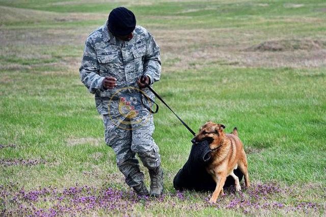 黑贝咬合力不如小斗犬，但它综合技能强，美军和中国公安都在用