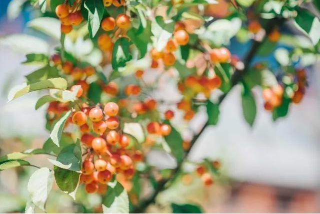 「诗词鉴赏」又到夏末初秋时，几首古诗送给你