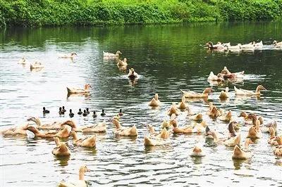 桂阳味道｜桂阳风味鸭