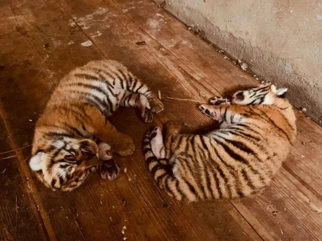 华南虎姐弟迎来“虎生”第一个新年，上海动物园为其征名