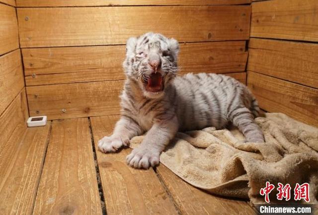 无锡动物园诞生一只白虎宝宝 向全社会征集霸气“虎名”