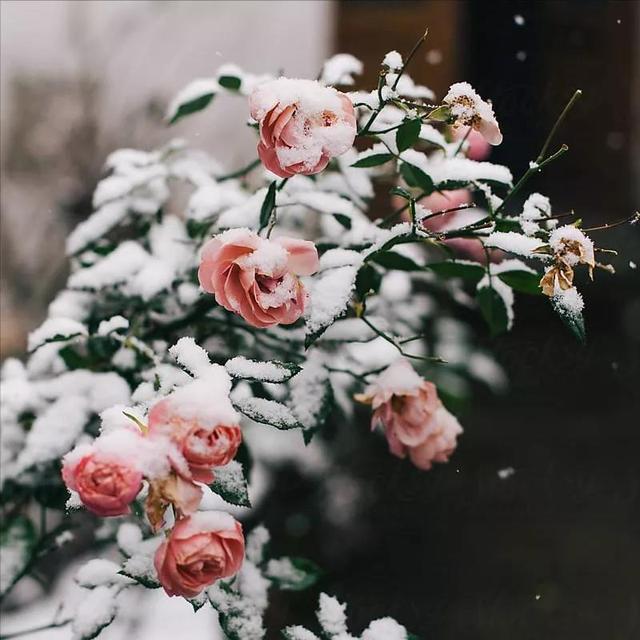 零下10度冻不死的花，不用搬屋里，下雪天狂开花