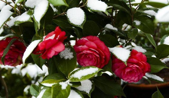 零下10度冻不死的花，不用搬屋里，下雪天狂开花