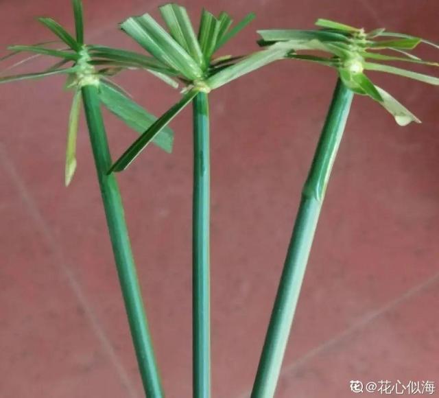 10种花太能喝水，一天一瓢水，7天爆满缸