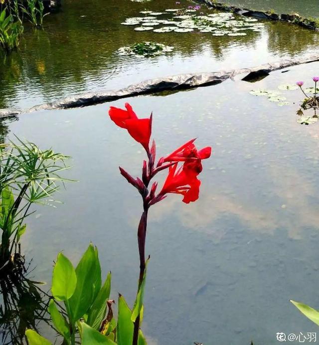 10种花太能喝水，一天一瓢水，7天爆满缸