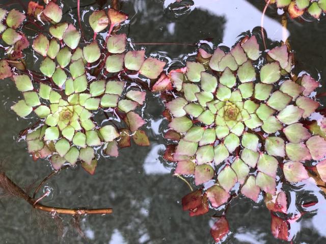 10种花太能喝水，一天一瓢水，7天爆满缸