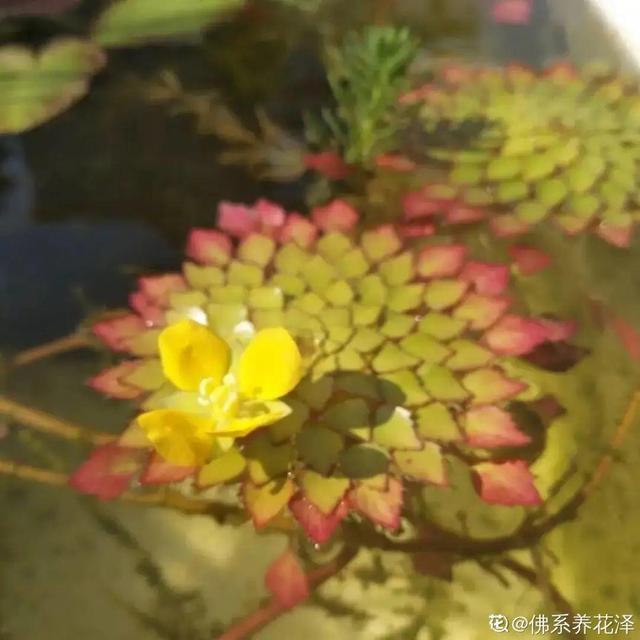 10种花太能喝水，一天一瓢水，7天爆满缸