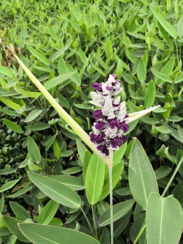 10种花太能喝水，一天一瓢水，7天爆满缸