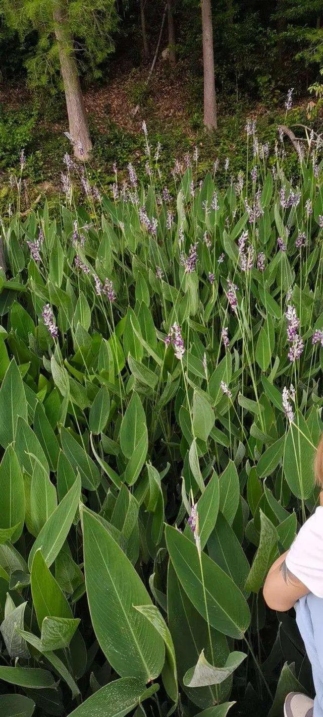 10种花太能喝水，一天一瓢水，7天爆满缸