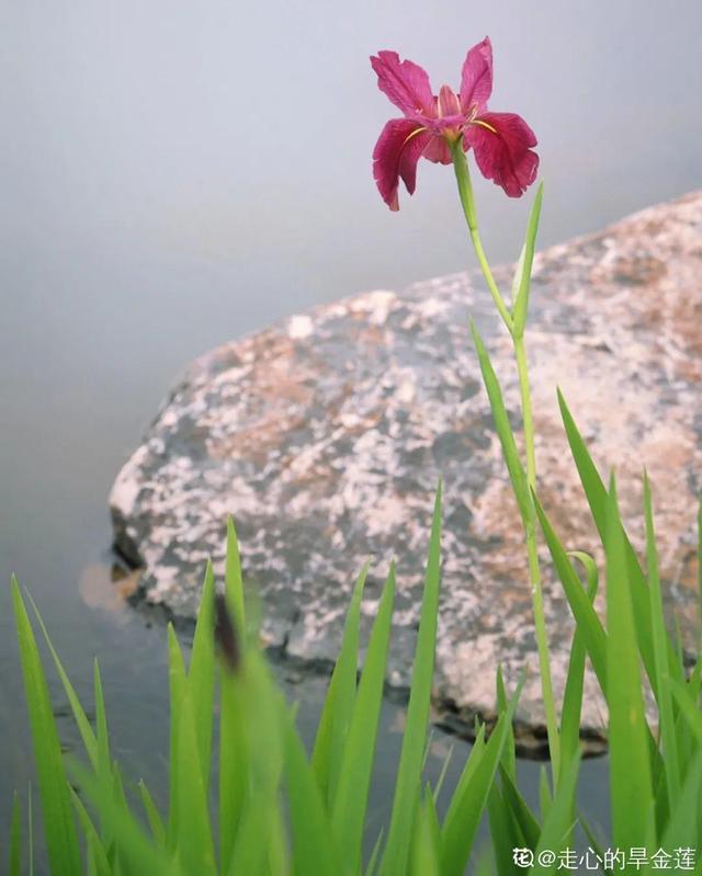 10种花太能喝水，一天一瓢水，7天爆满缸