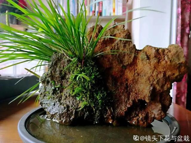 10种花太能喝水，一天一瓢水，7天爆满缸