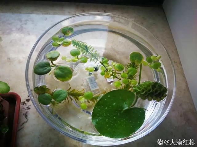 10种花太能喝水，一天一瓢水，7天爆满缸