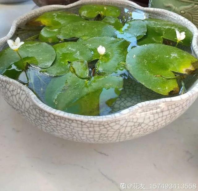 10种花太能喝水，一天一瓢水，7天爆满缸