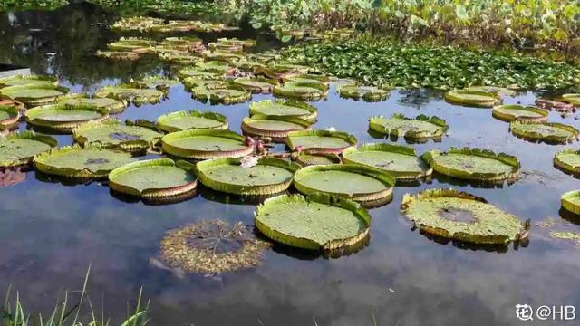 10种花太能喝水，一天一瓢水，7天爆满缸