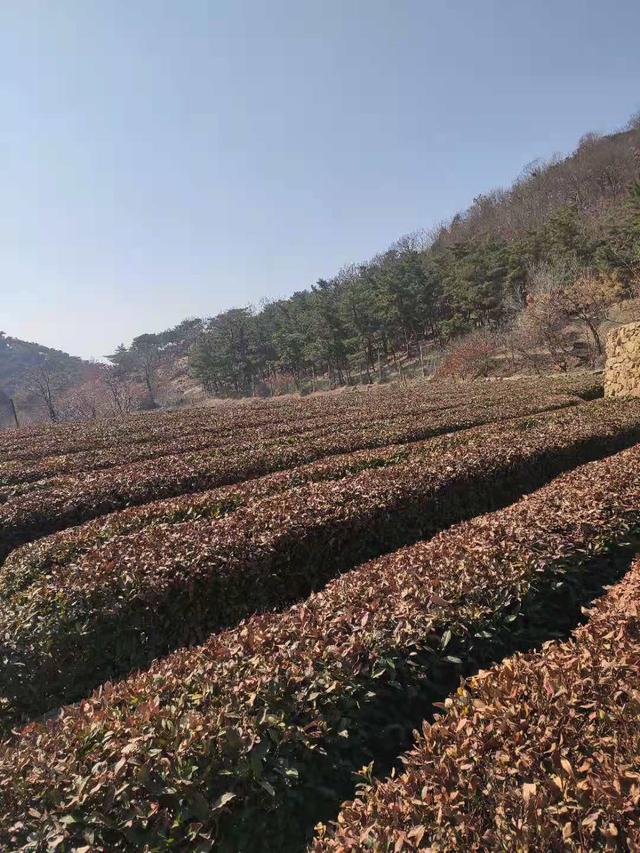 泰安市夏张镇各村介绍：夏张乡村（下）