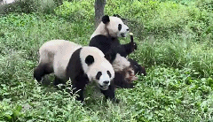 征集！河南来俩大熊猫，想取个接地气的小名，你有啥主意？