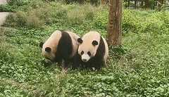 征集！河南来俩大熊猫，想取个接地气的小名，你有啥主意？