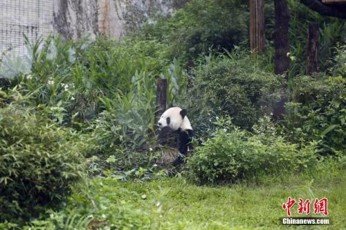 大熊猫团团圆圆“台漂”逾10年 女儿圆仔今天6岁啦