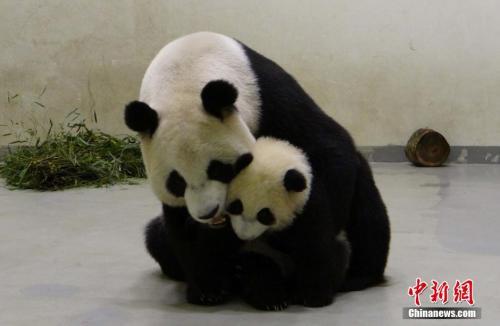 大熊猫团团圆圆“台漂”逾10年 女儿圆仔今天6岁啦