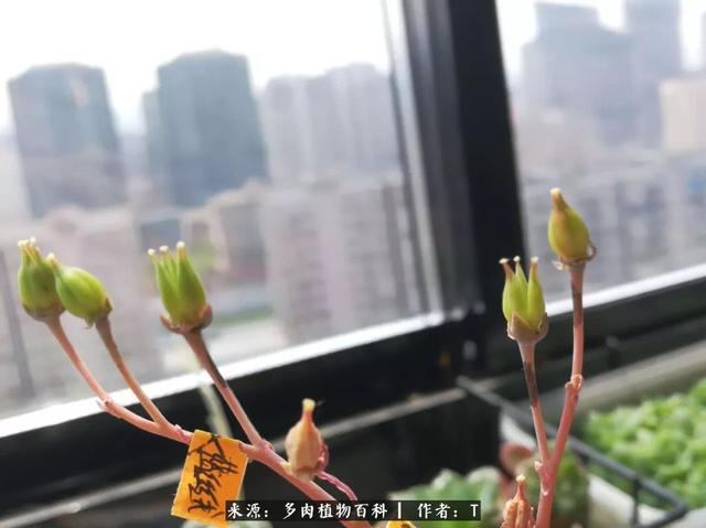 多肉还可以这样玩（下），景天杂交的乐趣！