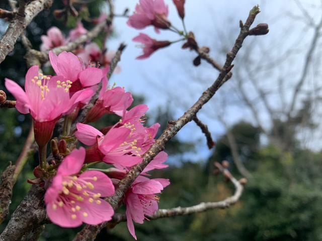 惊蛰之后万花开，常见的路边花，认识10个就是大神