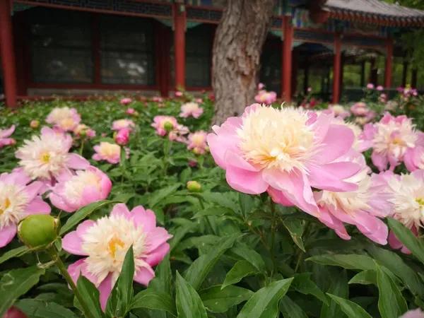 五月北京赏花大全 | 蔷薇花、油菜花、芍药，花开成海，美爆了！
