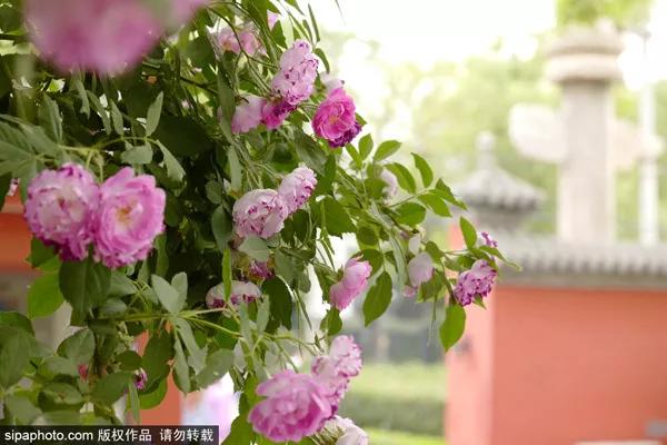 五月北京赏花大全 | 蔷薇花、油菜花、芍药，花开成海，美爆了！
