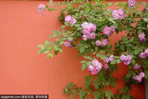 五月北京赏花大全 | 蔷薇花、油菜花、芍药，花开成海，美爆了！