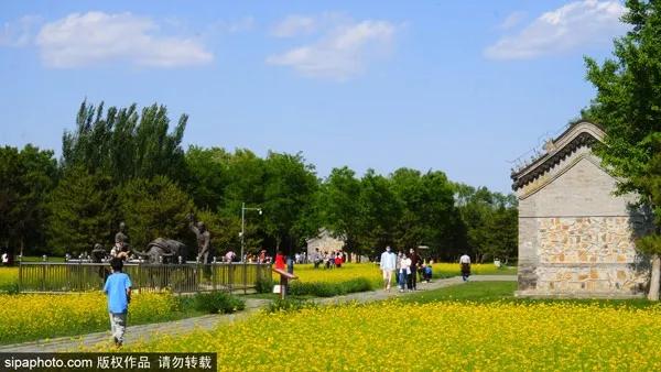 五月北京赏花大全 | 蔷薇花、油菜花、芍药，花开成海，美爆了！