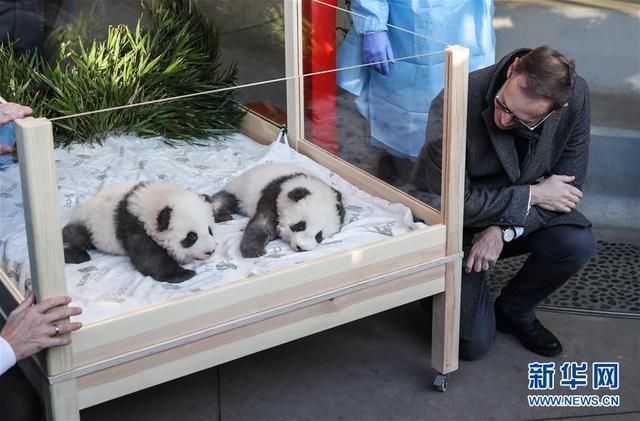 超萌！在德国出生的大熊猫双胞胎取名“梦想”“梦圆”