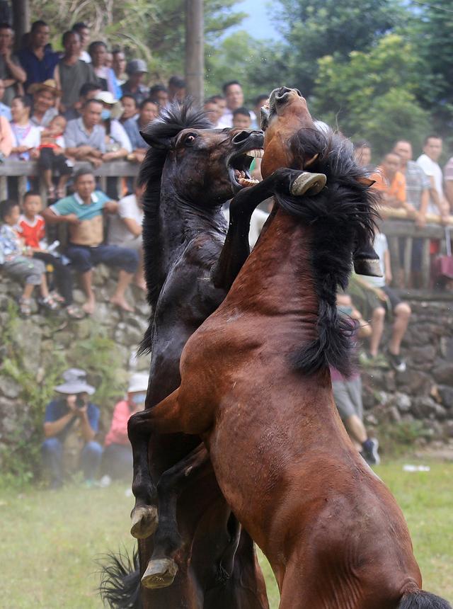 一周图片｜四喜临门！四川熊猫基地1小时内降生两胎四崽