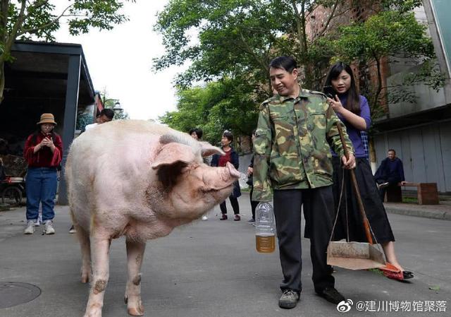 地震博物馆唯一的“活文物”已进入生命晚期，网友：“猪坚强”，挺过5·12