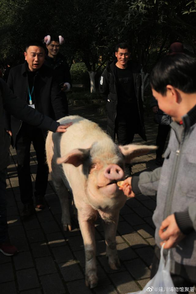 地震博物馆唯一的“活文物”已进入生命晚期，网友：“猪坚强”，挺过5·12