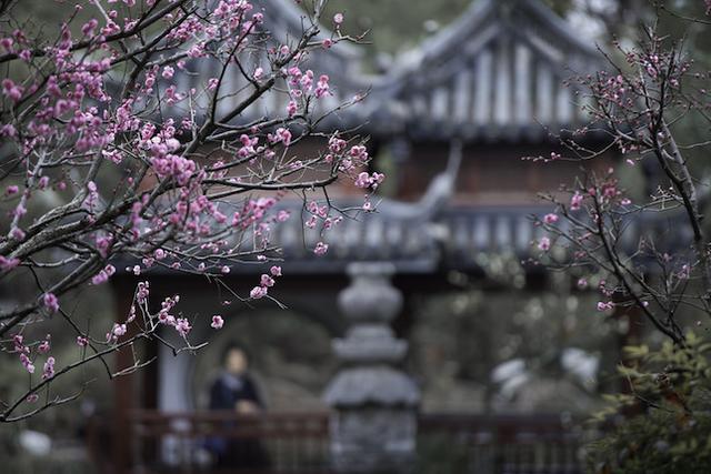 品年味、观婚俗、抽锦鲤、赏美景……金猪纳福，古猗园已是年味十足