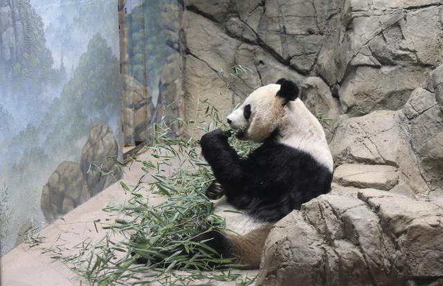 “小奇迹”，你好！旅美大熊猫“美香”的新生幼崽有名字了