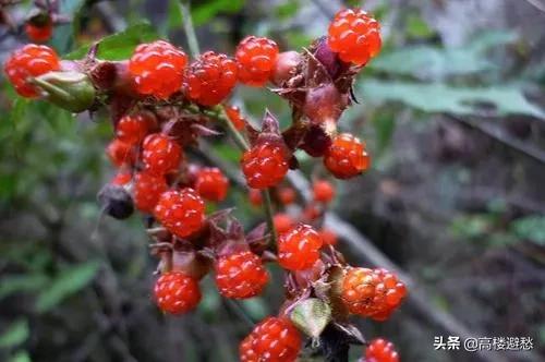 小时候农村里常见的野果，你还记得哪些？