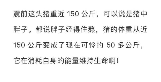 “猪坚强”去世，大地震后被埋废墟下36天，被救出时曾流出眼泪